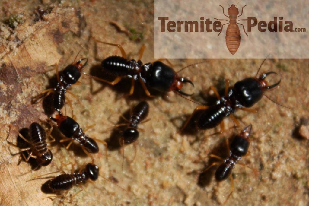 Subterranean Termite - how to identify termites