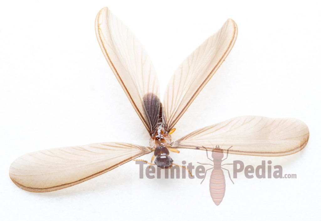 flying termites - how to identify termites