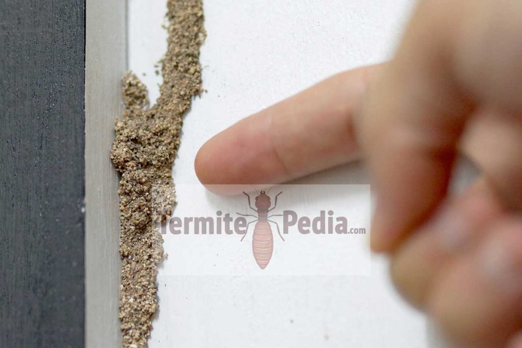 picture of termite tubes