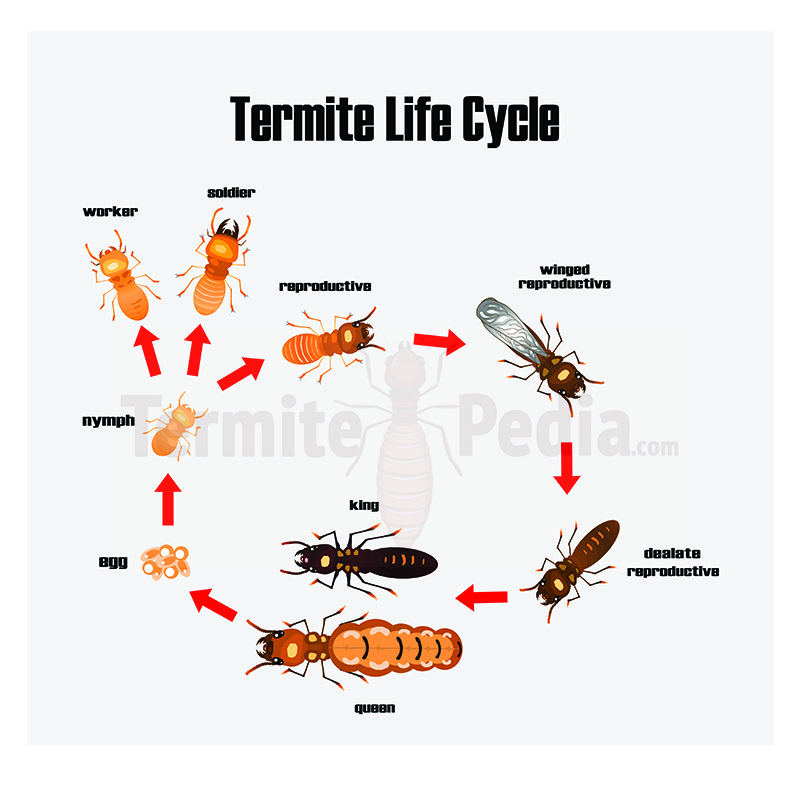 termite - termites - life cycle