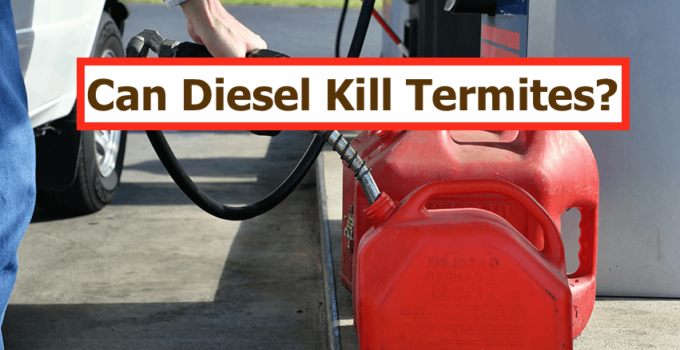 Can diesel kill termites? - featured image